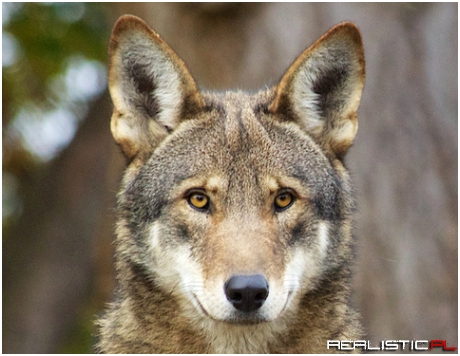 The red wolf