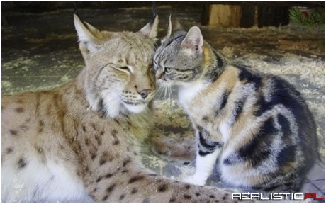 Their Love Lynx Them Together
