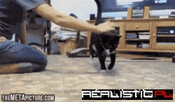 This Cat's Only Weakness