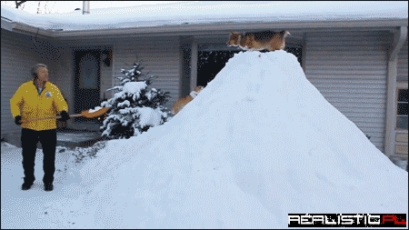 This Corgi is a Cool Action Star