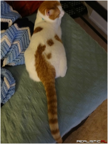 This Fur Pattern is Called a Thinking Ginger