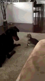This is Kind of Like Fighting the Dragon in Dark Souls