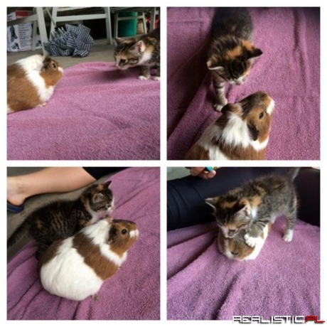 Two Fluffies Collide