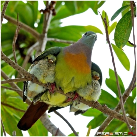 Under Dad's Wing