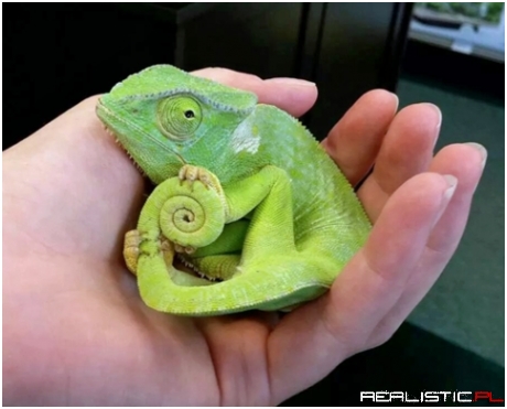 Very suspicious of people stealing his tail