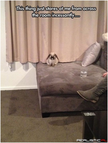 When Cute Things Get Creepy