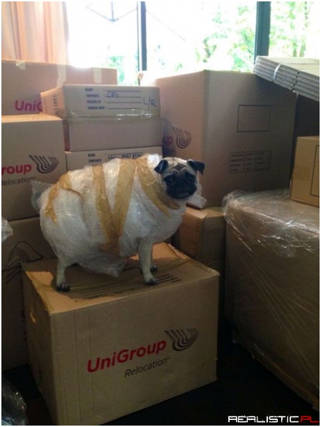 Your sheep looks concerned