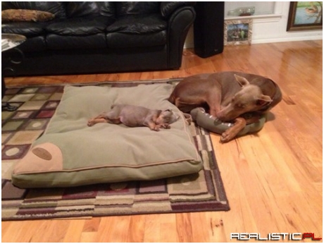 A Big Favor for a Little Puppy