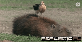 Adjusting to Your Surroundings is Key to Survival