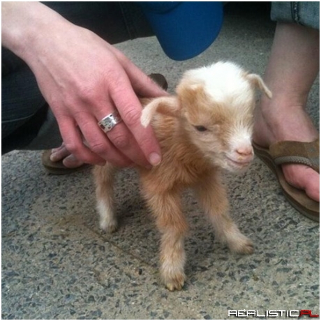 An Extra Mini Goat!