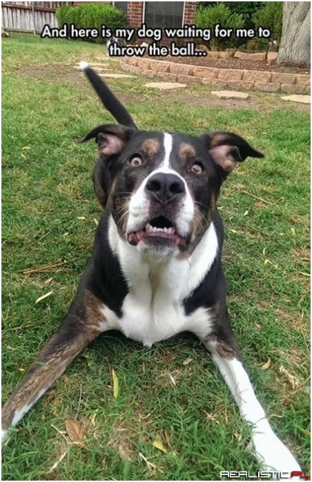 Anticipation Doggified