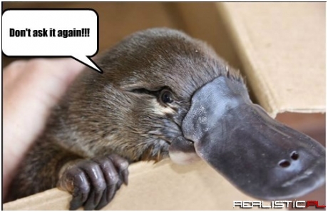 Are You a Duck or a Beaver