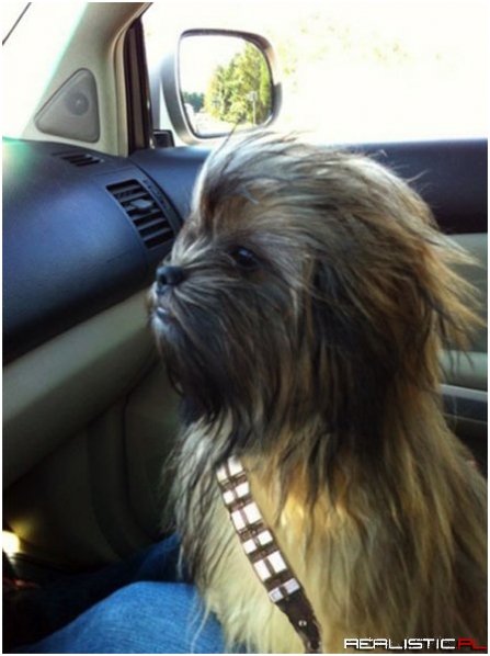 Chewbacca