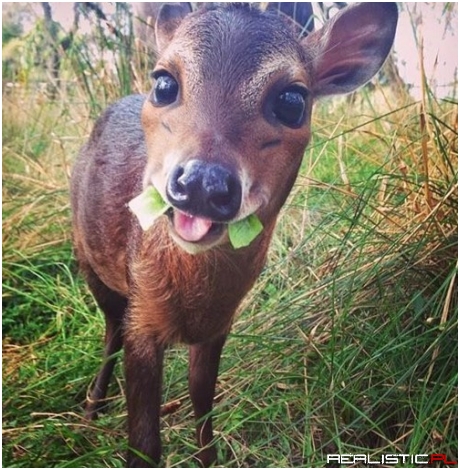 Deez Are Mai Veggie Fangs