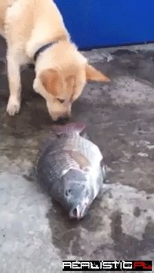 Dog trying to save fishes