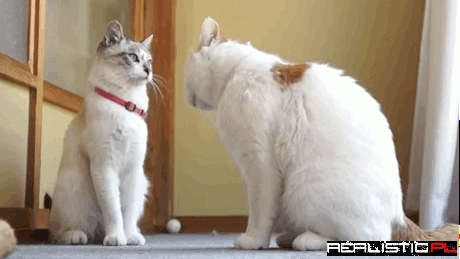 Doug, You Got Something on Your Face