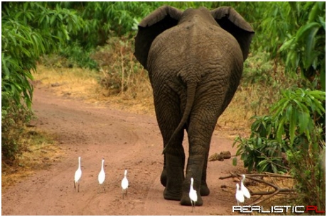 Give Us Your Captions for World Elephant Day!