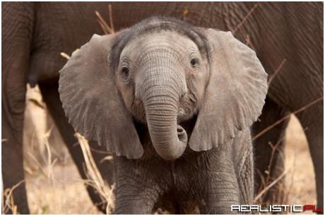 Happy World Elephant Day!