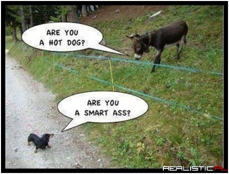 Have Fun Behind Your Fence!