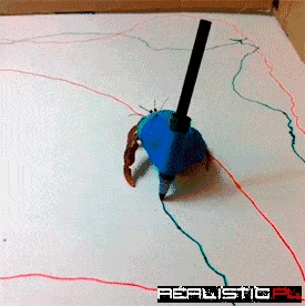 Hermit Crabs Makes Abstract Art