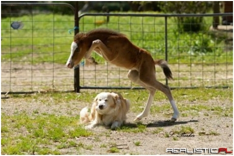 I'll Help You Train!