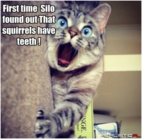 I'll Stick to My Scratch Post From Now on