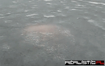 I'm convinced this is how Russians are born