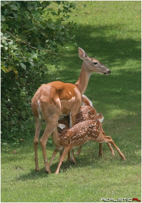 It's Lunchtime, Babies!