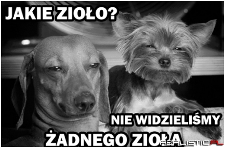 Jakie zioło