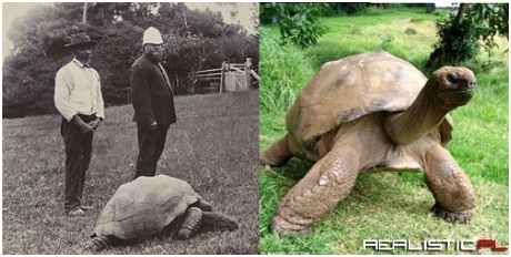 Jonathan the Tortoise in the Year 1900 and Today