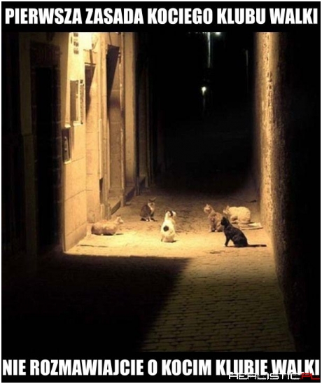 Koci klub walki