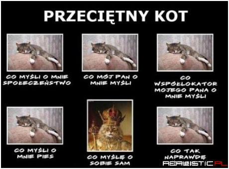 Kocie życie