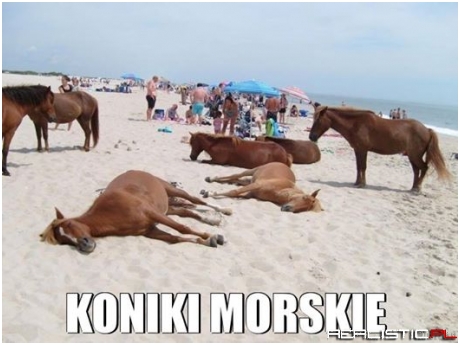 Koniki morskie