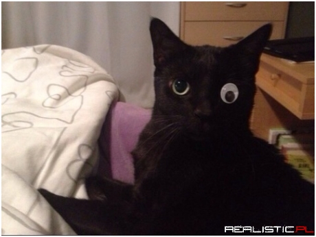 My cat only has one eye, so we improvised