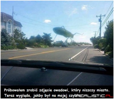 Niby zwykle zdjecie owada