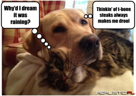 Not All Dreams are Sweet Ones