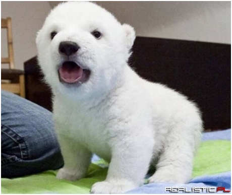 Polar Squee