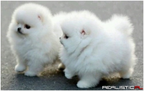 Pomeranian Puff