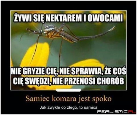 Samiec komara jest spoko