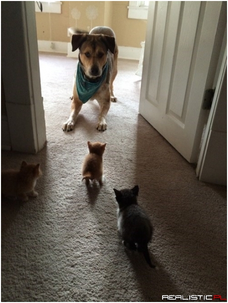 They've Got Me Surrounded!