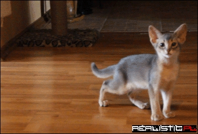 This Cat is a Big Michael Jackson Fan