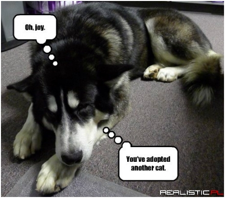 This Dog Knows Sarcasm