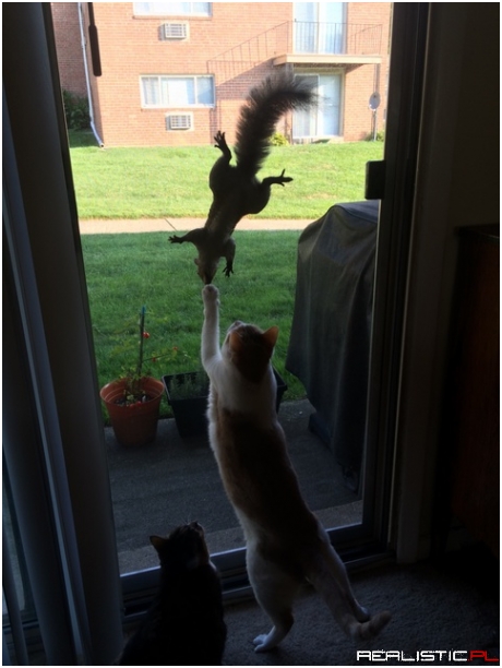 This squirrel keeps messing with my cats