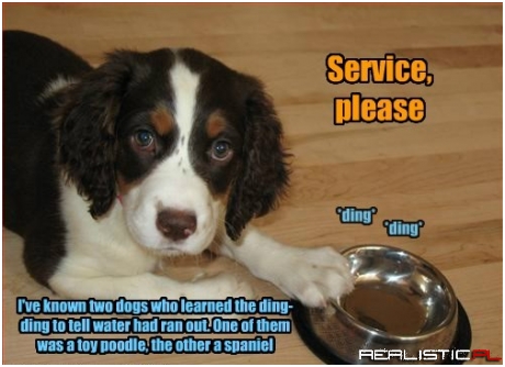 Those Dogs Know How to Get What They Want