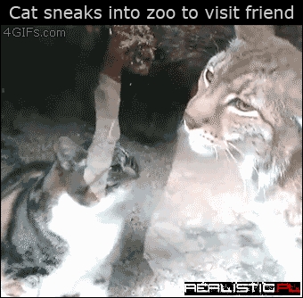 Visit friend