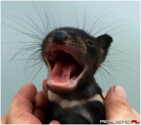 What a Whiskery Little Devil!