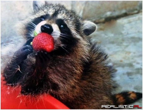 Who Doesn't Love Strawberries!