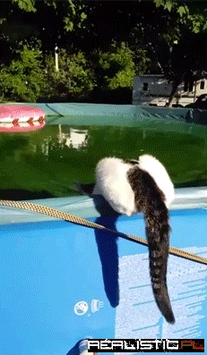 Wystraszyć kota bezcenne