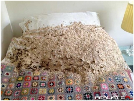After Being Abandoned for Months, a Spare Room in This UK House Becomes a Giant Wasp's Nest