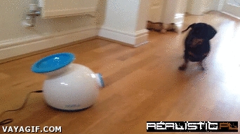 All These Creative Ways to Make Pets Play by Themselves